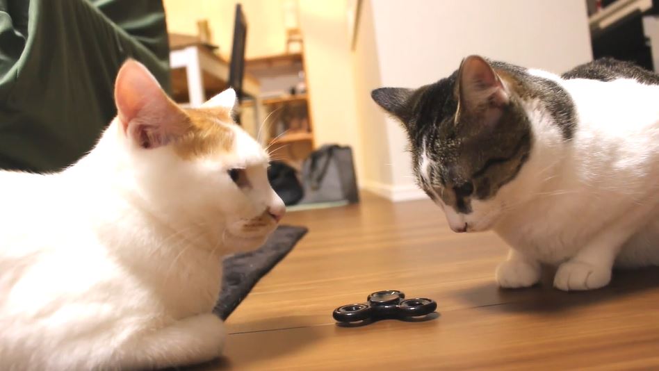 猫たちにハンドスピナーを見せてみた…興味津々で回して遊び