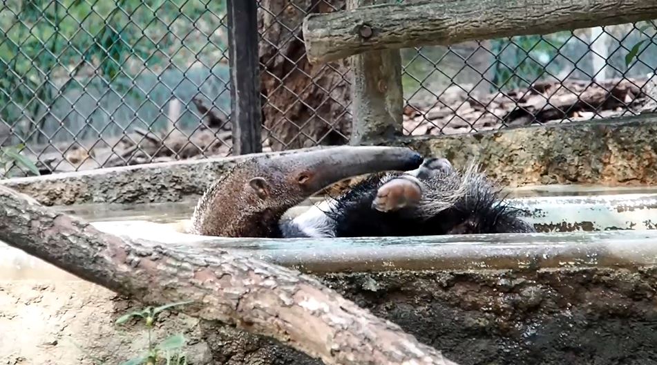 東山動植物園のオオアリクイの入浴シーン 恍惚の表情 で水を浴びる姿に 野生のかけらもねえな かわいい の声