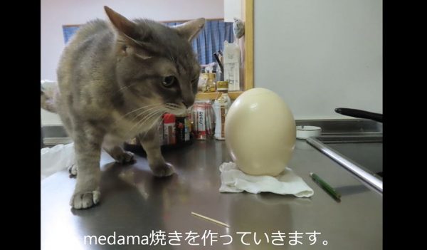 道の駅で「ダチョウの卵」売ってるのヤバすぎん？ せっかくなので購入して“巨大目玉焼き”に挑戦してみた