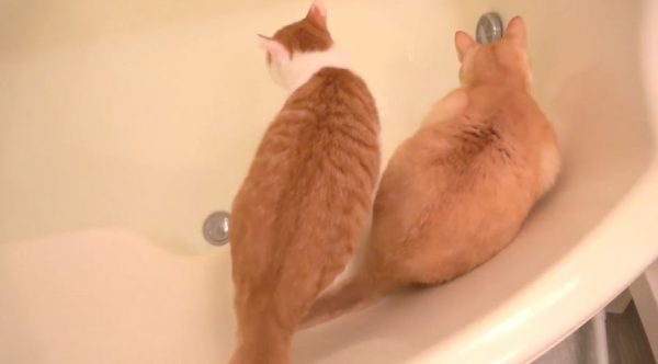 バスタブのお湯張りに興味津々の猫たち…ガブガブと水を飲む姿に「かわいい」の声