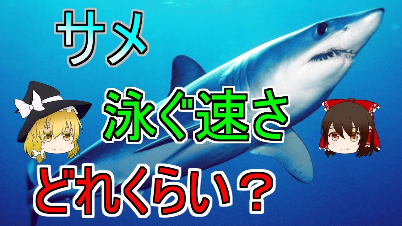 サメの泳ぐ速さは人間の10倍だった 狙われたら逃げ切れる可能性0 なサメの速さについて調べてみた ニコニコニュース オリジナル