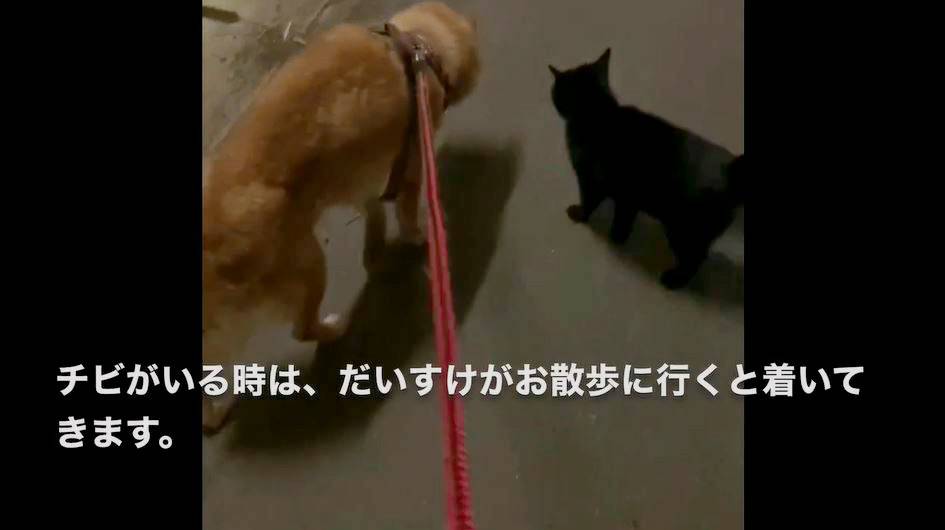 うちの犬が好きすぎて 散歩についてくる野良猫 寄り添い歩く2匹の姿が尊い ニコニコニュース オリジナル
