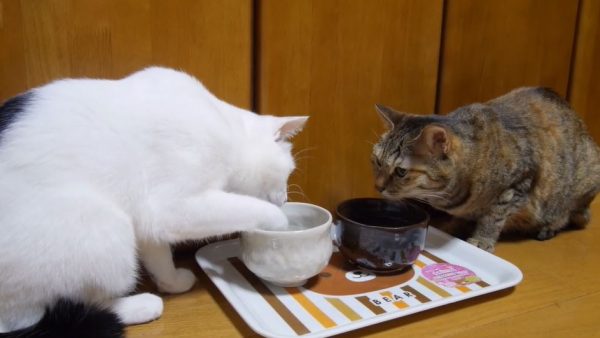 猫にとっての“お行儀がいい”とは？ お水を手で掬って飲む派VS猫らしく飲む派…嗜好の違う2匹の微妙な関係