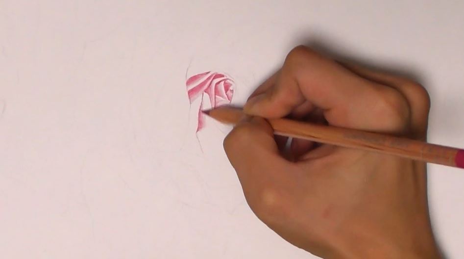 バラの写真 を 色鉛筆で 模写してみた 透明感やピントまで表現する描き込みに えっ うますぎる と驚きの声