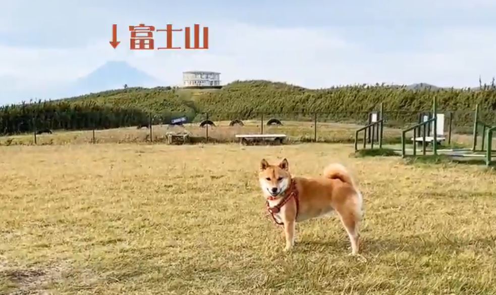 柴犬が 富士山の見える ドッグランで全力で遊ぶ 開放的な景色の中 嬉し気にボールを咥える表情に にっこりしてて可愛い の声 ニコニコニュース オリジナル