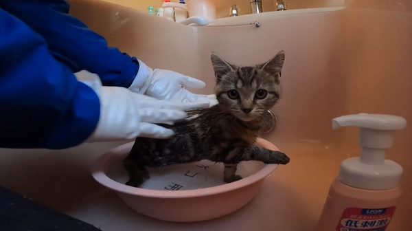 はじめてお風呂に入った子猫…ありえないほど大人しい姿に「偉い」「おりこうさん！」の声