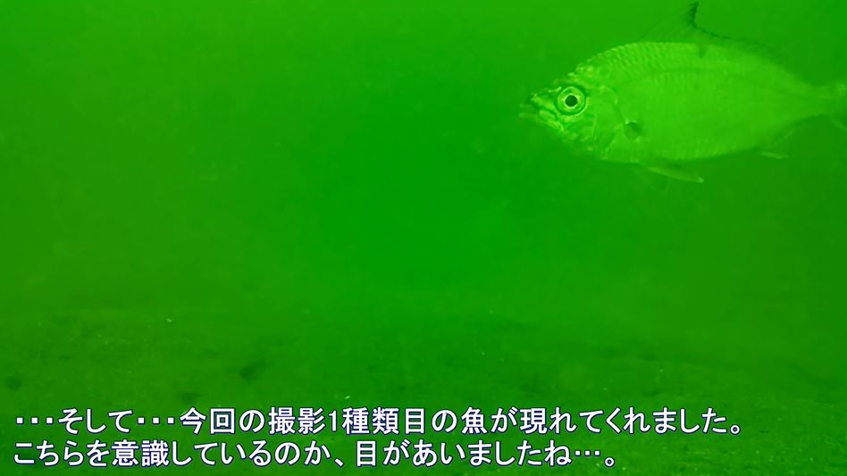 相模湾の 筏釣り で水中カメラを沈めてみた 水深10メートルの魚たちの様子に メンチ切ってるw 好奇心旺盛だな の声