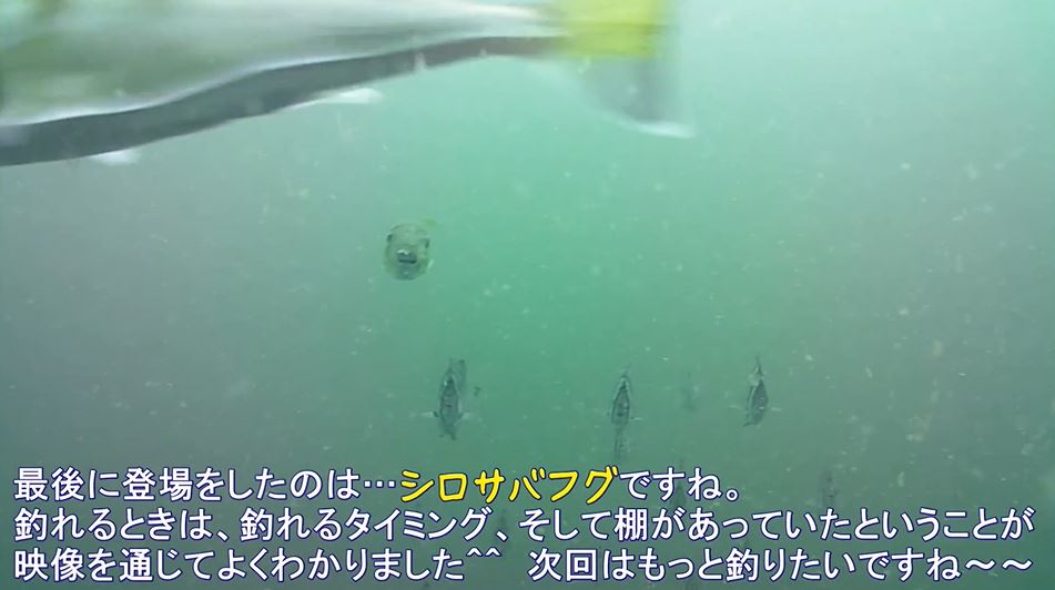 相模湾の 筏釣り で水中カメラを沈めてみた 水深10メートルの魚たちの様子に メンチ切ってるw 好奇心旺盛だな の声