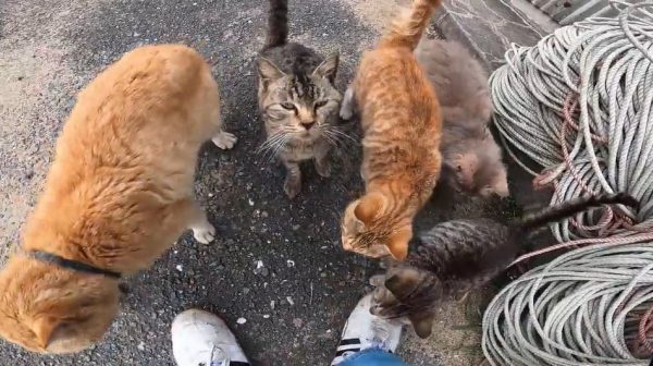愛媛県「猫島」で猫を1匹モフっていたら、野良猫たちがワラワラと集まりヘブン状態に！