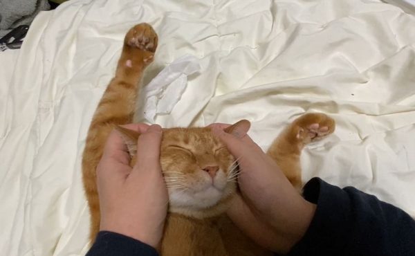 “バンザイポーズ”でふみふみする猫…両手で顔を包み込まれて熟睡する猫ちゃんに、見ているこちらも癒される…！