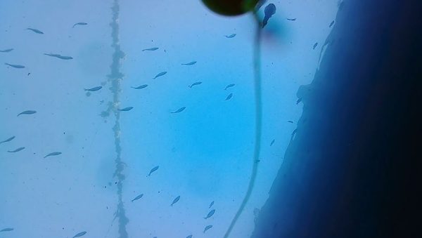 三浦半島「城ヶ島岸壁」に水中カメラを沈めてみた！  透明感ある海に“予想外の魚たち”が現れて「いい映像ですね」「想像以上」の声