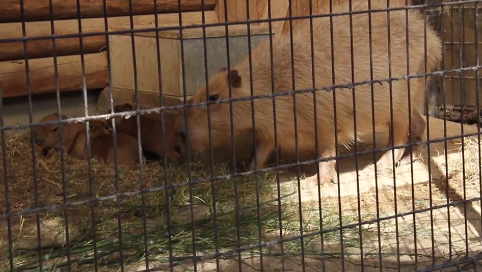 Capybara24 | ニコニコニュース オリジナル