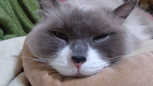 猫がクッションにジャストフィット… “あごのせ”でくつろぎ溶けそうな姿に「目開けて寝てそう」の声