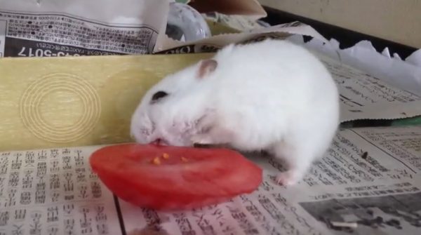 トマトが大好きなハムスター… 食後は飼い主さんの手の中でスヤスヤする姿に「ホントにベタ慣れ」「かわいい」の声