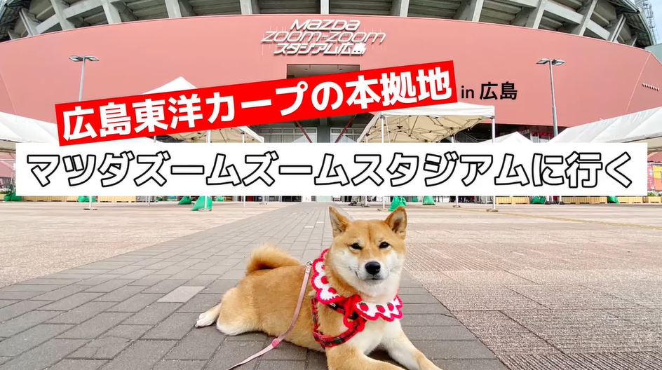 柴犬が広島東洋カープの本拠地 マツダスタジアム へ 自転車からキョロキョロと辺りを見回す姿がかわいい