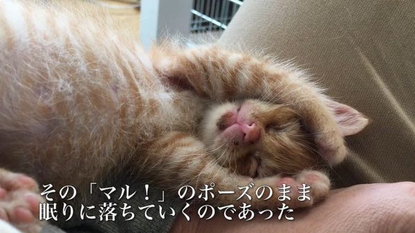 睡魔とたたかう子猫たち…必死で眠気に抵抗するも、次々と敗れゆく姿がカワイイ！