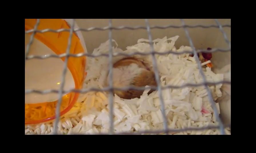 就寝前にリラックスできる音楽を聴く