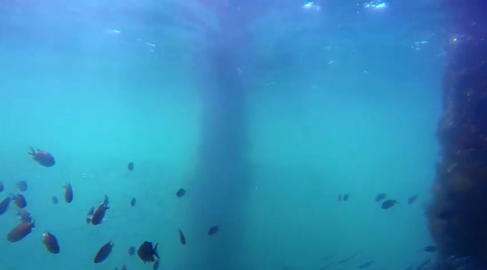 和歌山の海釣り公園に水中カメラを沈めてみた 魚の群れが次々と現れる癒し映像に すげえいる 美しい の声 ニコニコニュース オリジナル