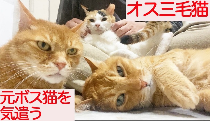 王子様キャラのオスの三毛猫 病の元ボス猫と暮らして 気配り を身に付ける