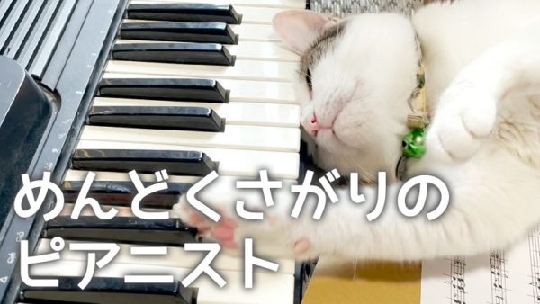 怠惰な猫のピアニストが登場！寝転んでの演奏スタイルが芸術的⁉