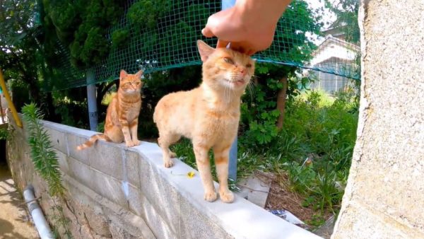 猫が塀をトコトコ歩いてモフられに来た！ 気が付くと茶トラ猫が次々と登場して順番待ちの事態に