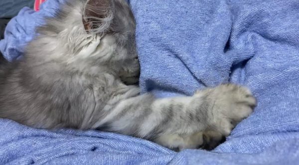 “ふみふみ”中の子猫、顔を布団にボフッと突っ込んで捏ねながら眠ってしまう