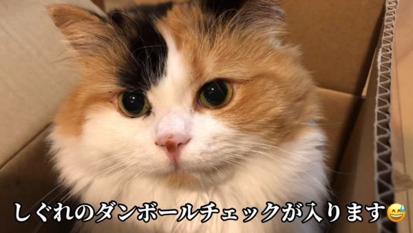 ダンボール愛好家の猫、“小さすぎる箱”に果敢に挑戦するも入れず未練たっぷりの表情