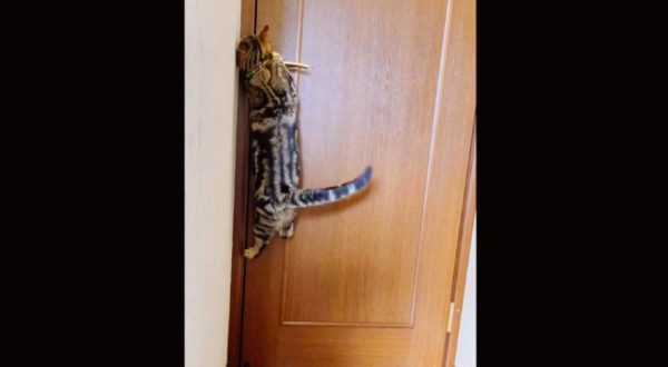 脱出を企む子猫…ドアノブに向かって必死のジャンプを繰り返し、頭を使って脱出成功！