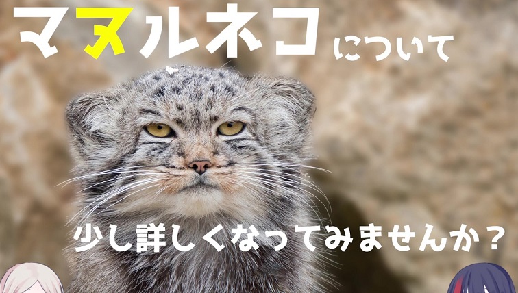 ネコ科の長老 マヌルネコ って知ってる 鋭い瞳に強そうな体躯のネコがカッコ可愛い ニコニコニュース オリジナル