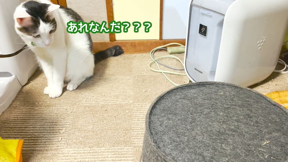 Cat9 ニコニコニュース オリジナル