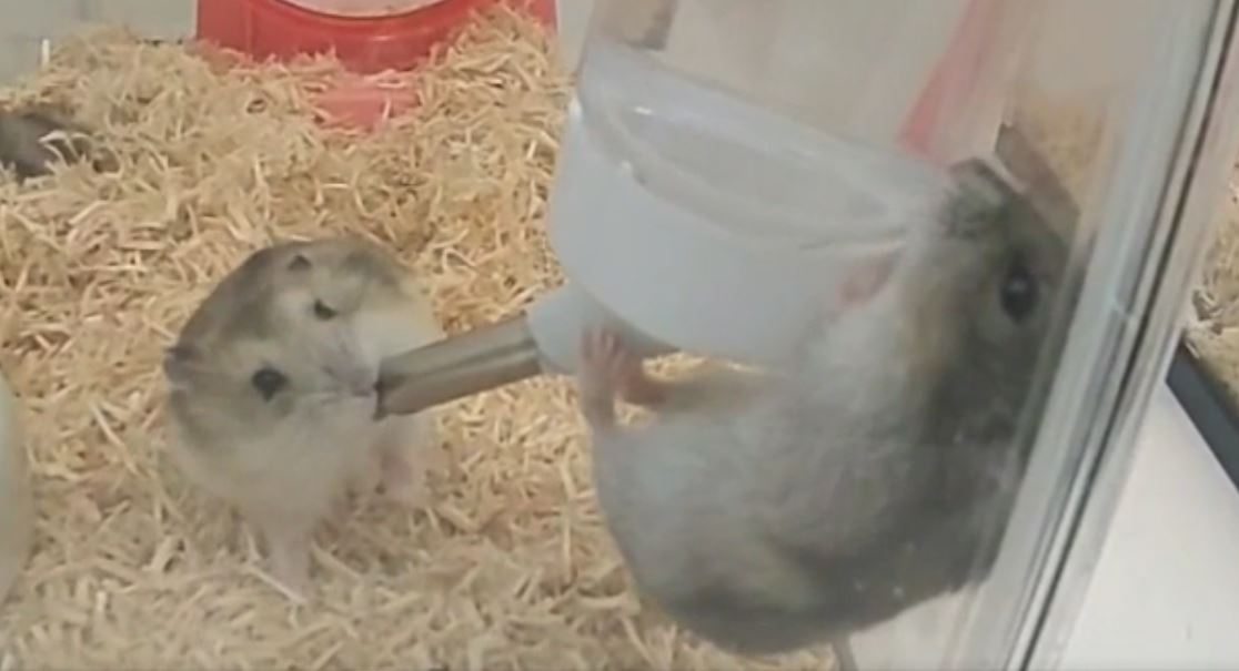 ハムスターが 正しい飲み方と間違った飲み方 を披露 平和に給水器を共有するハムスターが楽しい ニコニコニュース オリジナル ハムスターが 正しい飲み方と間違った飲み方 を披露 平和に給水器を共有するハムスターが楽しい ニコニコニュース オリジナル