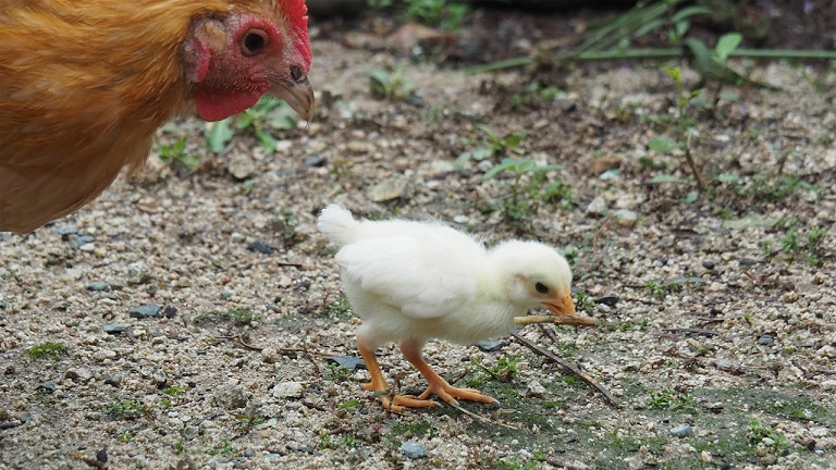 ヒヨコ 初めての散歩 砂浴び いい感じの枝 を見つけて歩く姿に かわいい の声 ニコニコニュース オリジナル