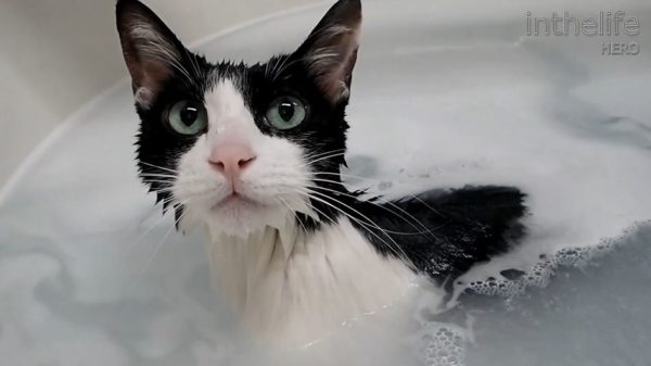 猫ちゃんが「お風呂」の呼びかけに猛ダッシュ！ 湯船で全裸待機する風呂好きっぷりを披露