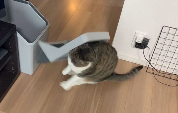 ゴミ箱の開け閉めに夢中になった猫ちゃん、ゴミ箱から反撃をくらう！
