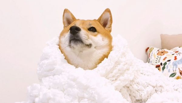 柴犬も毛布で“ぬくぬく”したい！ モフモフに包み込まれてとろけるワンコの表情が可愛い