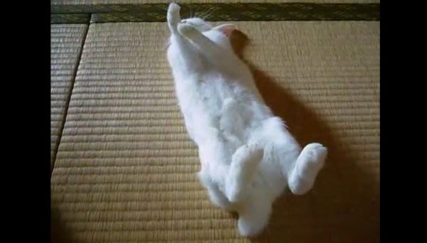 ウサギを眠りに落としてみた！ 飼い主さんの超絶テクで目を細めていく姿へ「癒される」「あーかわいい」の声