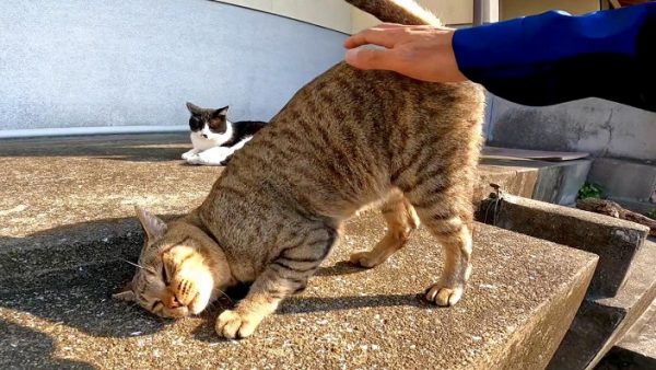 猫「私を先に撫でるのです」ハチワレ猫を撫でようとしたらキジトラ猫が割り込んできた！
