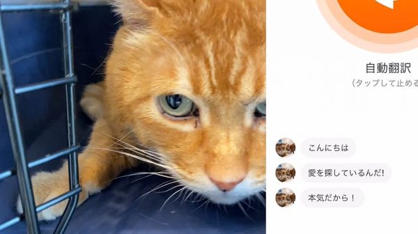 猫語翻訳アプリ「愛する人、私を探しに来て！」病院で叫ぶ“元ボス猫”の声を翻訳した結果が愛しい