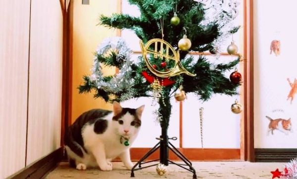 猫「オーナメント狩り放題ニャ！」猫の前でクリスマスツリーを飾ったら、大喜びで野生を発揮