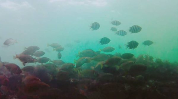 横須賀の「観音崎」を水中撮影してみた！ 表層、中層、底と変わる魚たちの様子が興味深い