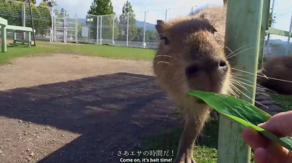 Capybara242 | ニコニコニュース オリジナル