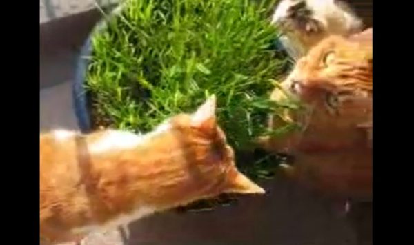 猫「ムシャムシャしてやった」日の当たるベランダで猫草をむさぼる猫たち