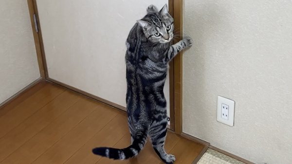 「ドアを開けて」と飼い主に助けを求める猫が、何度も部屋にやって来る目的は？