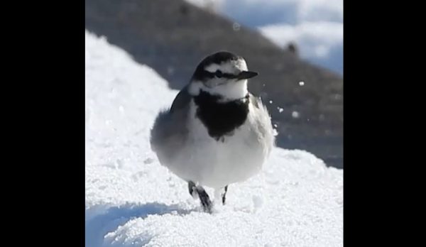 小鳥が雪を蹴散らし走る！ 寒さで丸いハクセキレイの忙しい足取りがカワイイ