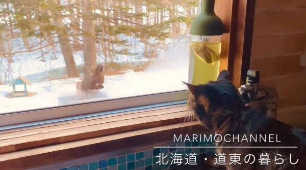 窓際にエゾリスがやってきた！ 北海道の自然の中で暮らすニャンコとワンコが可愛い