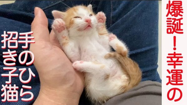 膝の上の子猫が“招き猫ポーズ”で熟睡！ かわいい＆ありがたい姿へ「これは眼福」「見るだけで幸せ」の声