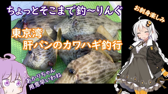 東京湾の冬の風物詩 カワハギ釣り に挑戦 肝パンパンの旬の魚を 透明感ある薄造りと肝醤油でいただいてみた ニコニコニュース オリジナル