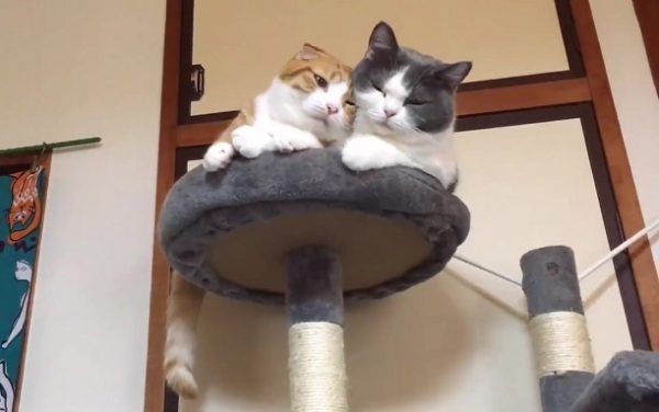 キャットタワーでくっつく2匹の猫…ググッと寄りかかって来る“重たい愛”に応える姿が尊い