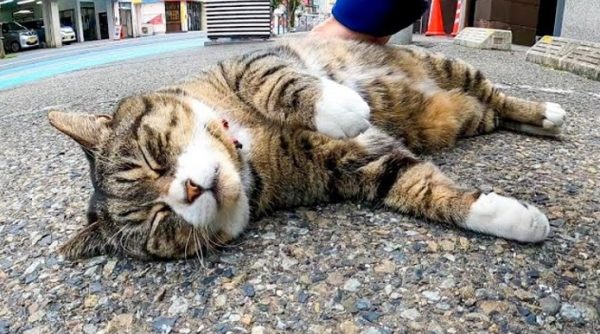 駐車場に落ちてる…猫？ 撫でられても眠り続けるリラックスぶりで「なんだこれw」「ぬいぐるみ」の反応