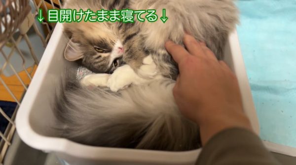 トイレで爆睡する子猫…飼い主さんがもふり起こすも、頭を抱えて拒否！